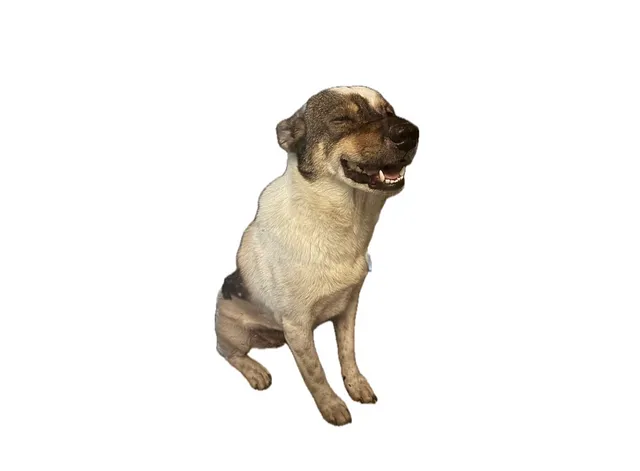 Chanom the dog